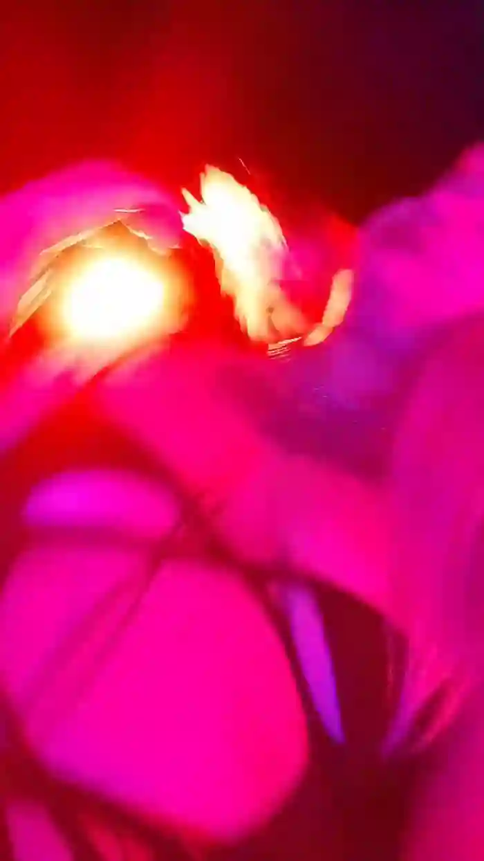 EroMiauEro
