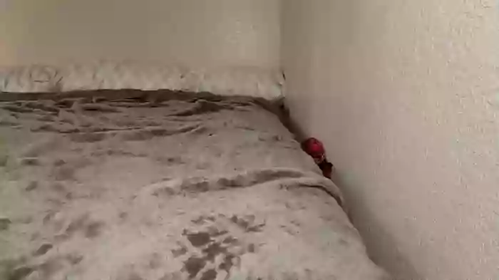 inkedabby