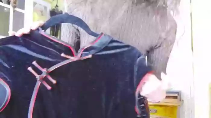 Viola__