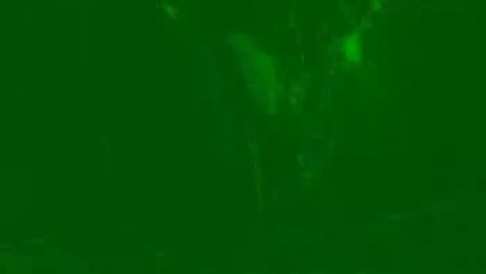 calatwoja29