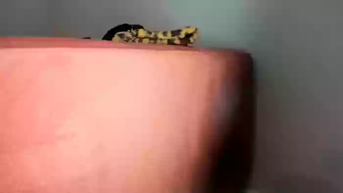 Sweeeti